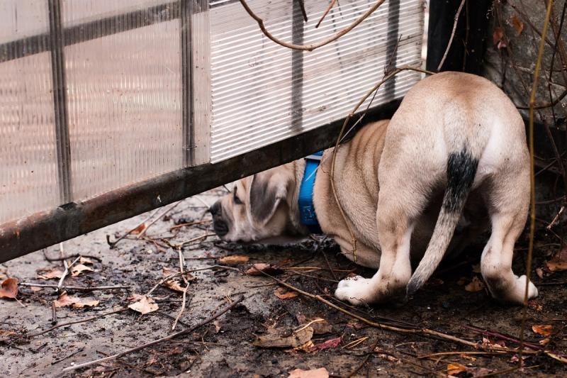 4 tips van Petbnb-oppassen tegen verlatingsangst bij honden