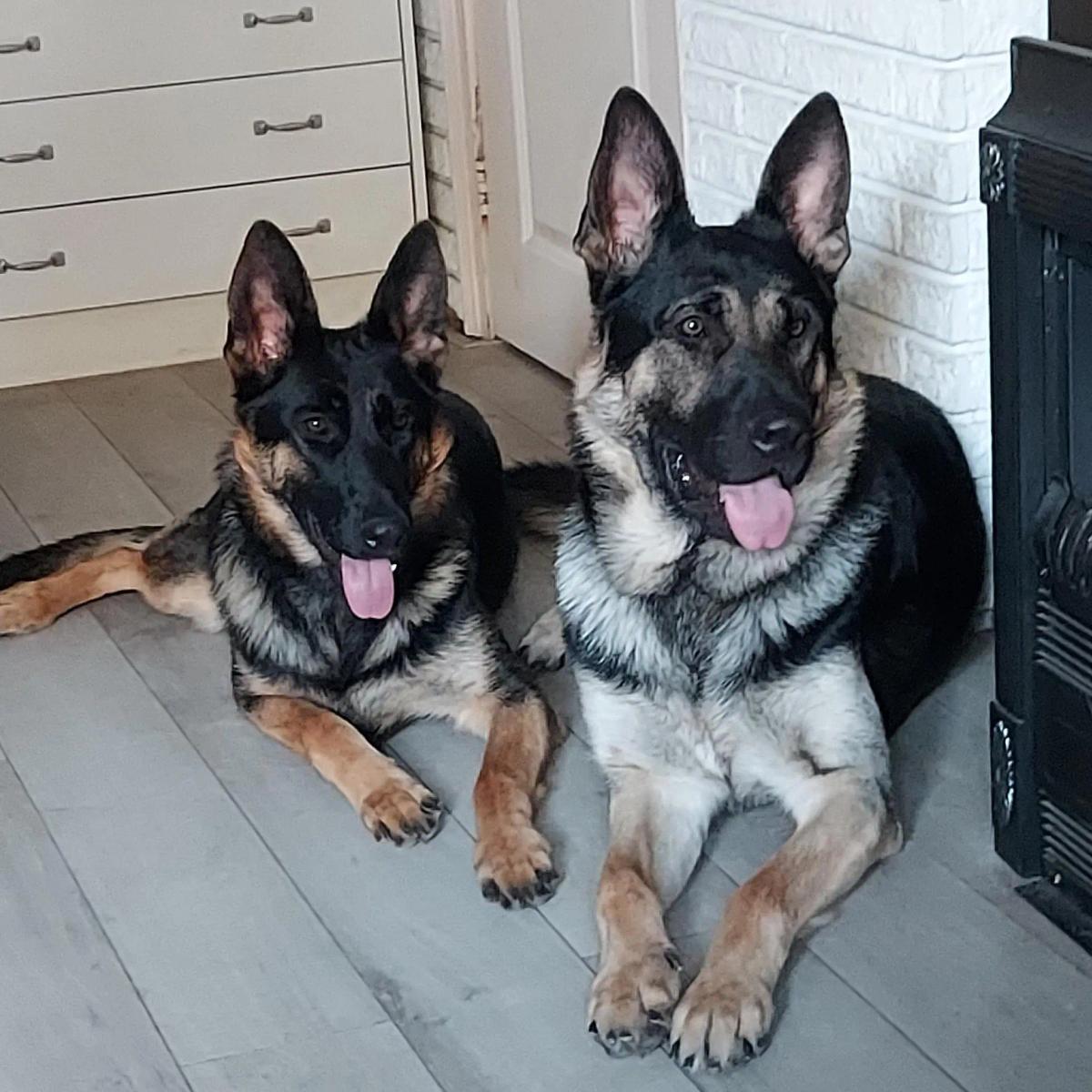 Der Deutsche Schäferhund: Authentische Einblicke
