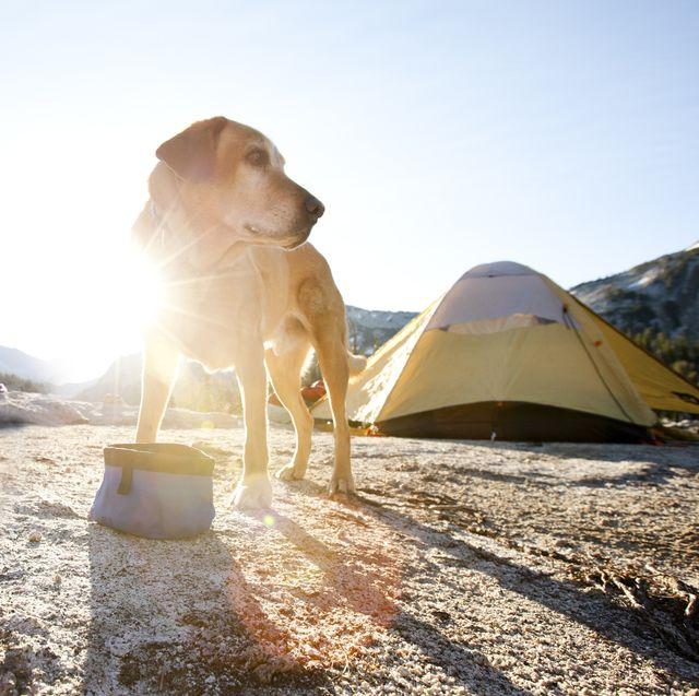 6 tips om met een gerust hart op vakantie te gaan met je hond