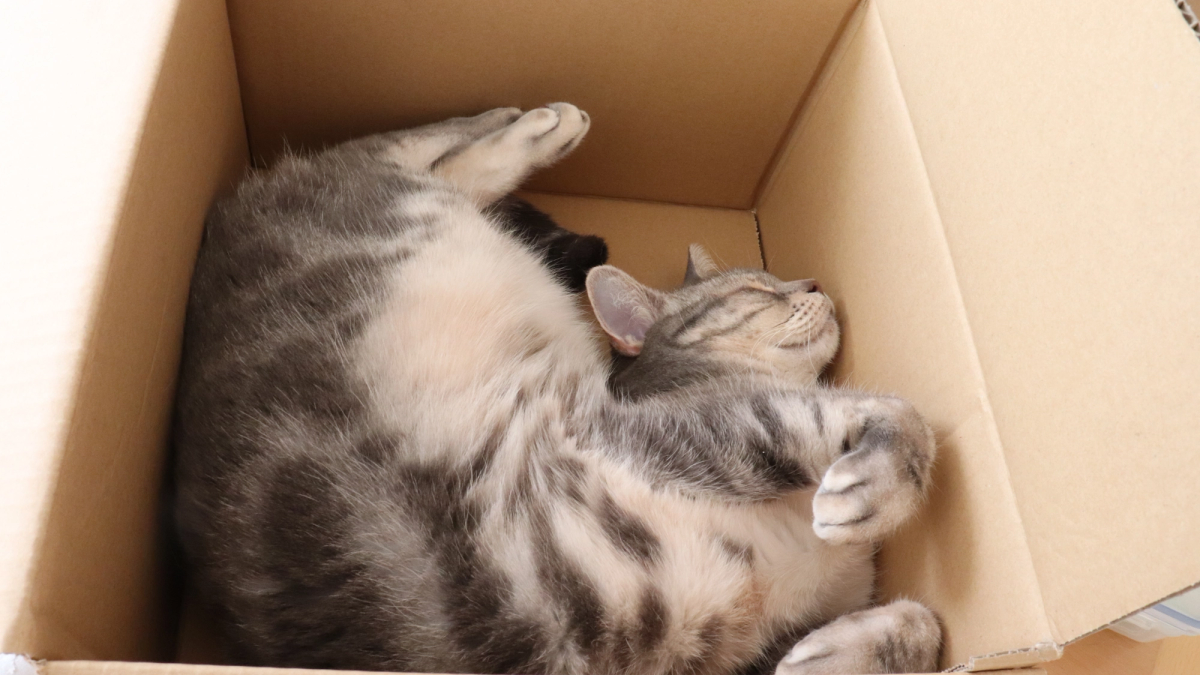 Gekke kattengedragingen: kat slaapt op smalle, ongemakkelijke plek