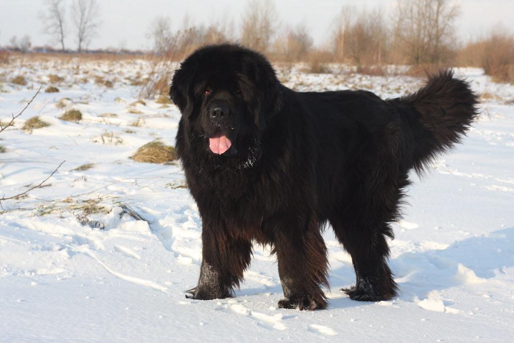 Newfoundlander waterhond met dikke waterafstotende vacht