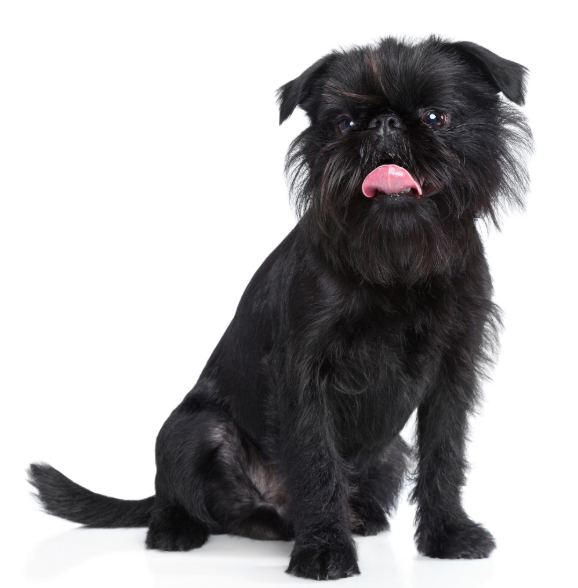 Affenpinscher met expressieve snuit