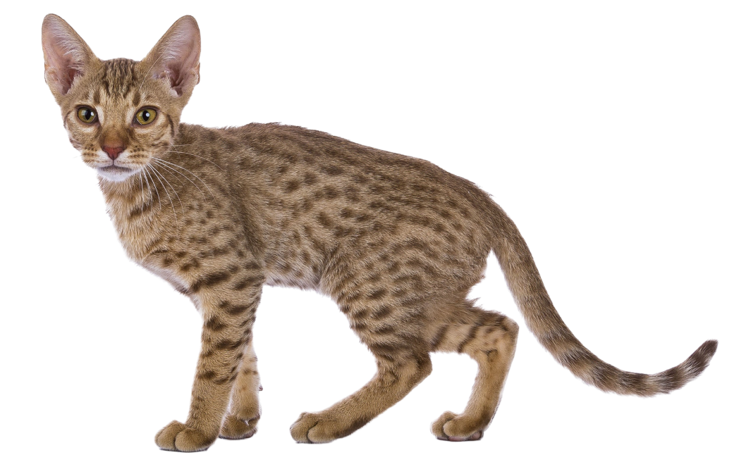 Ocicat met gevlekt patroon