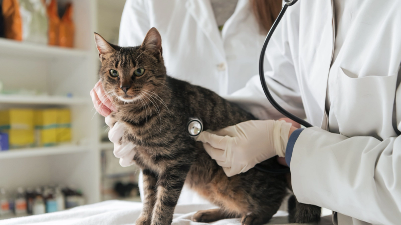 Kattenziekte uitbraak: wat is het Parvovirus en hoe kan je het voorkomen?