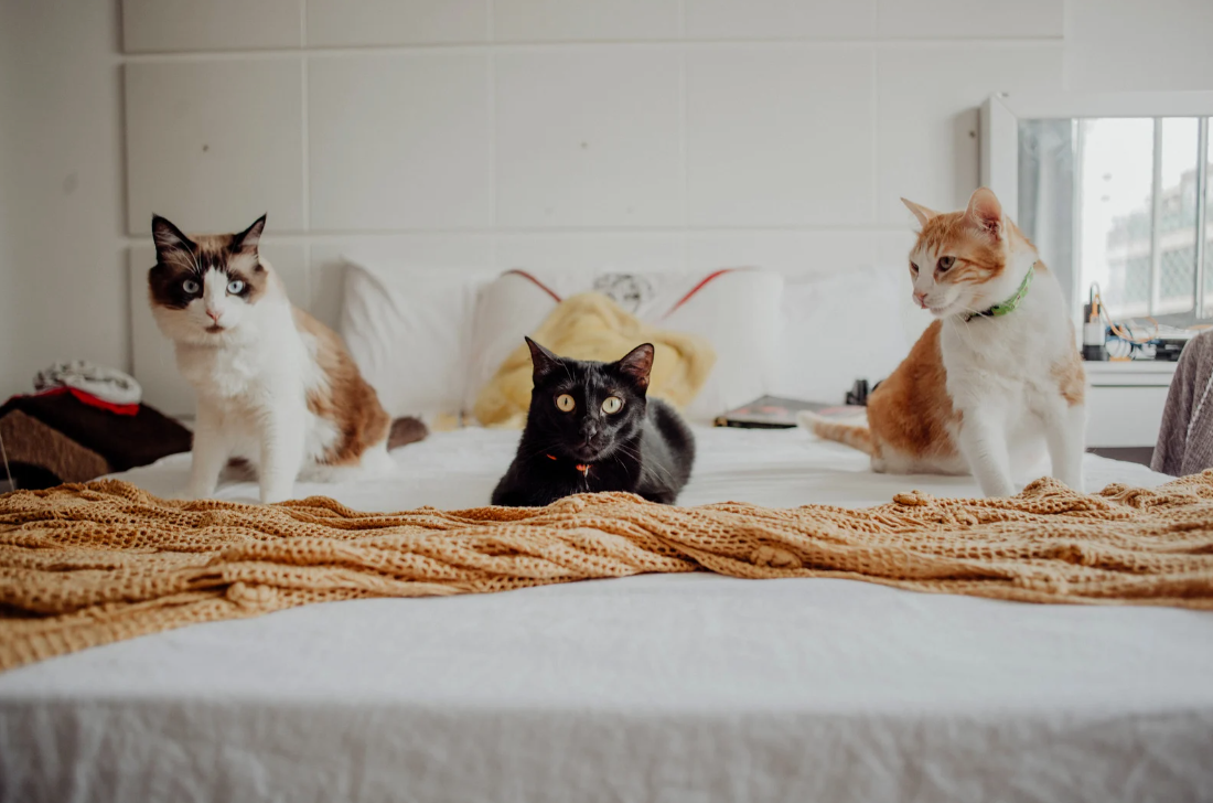 Kat geniet van oppas aan huis