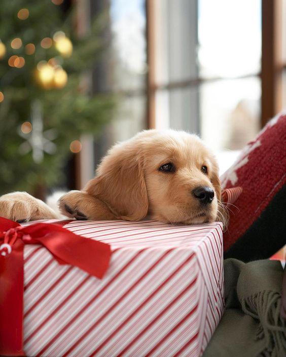 5 günstige Geschenkideen für Hundebesitzer