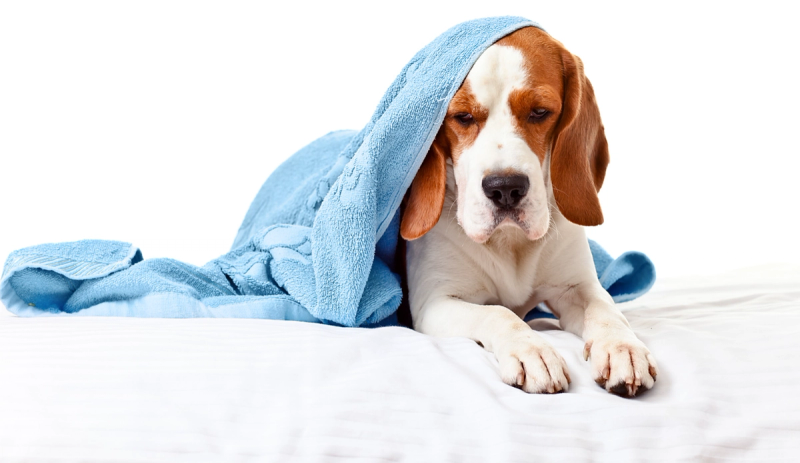 Hoe herken je misselijkheid bij je hond?