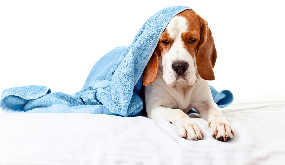Hoe herken je misselijkheid bij je hond?