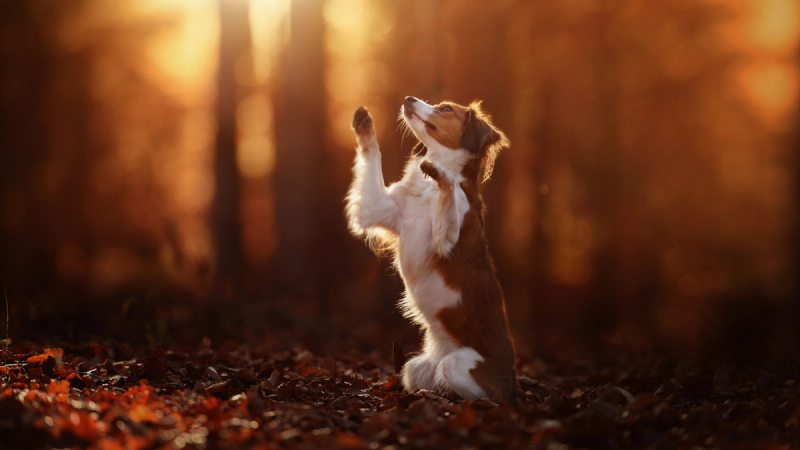 Hond in een herfstbos reikt naar het zonlicht
