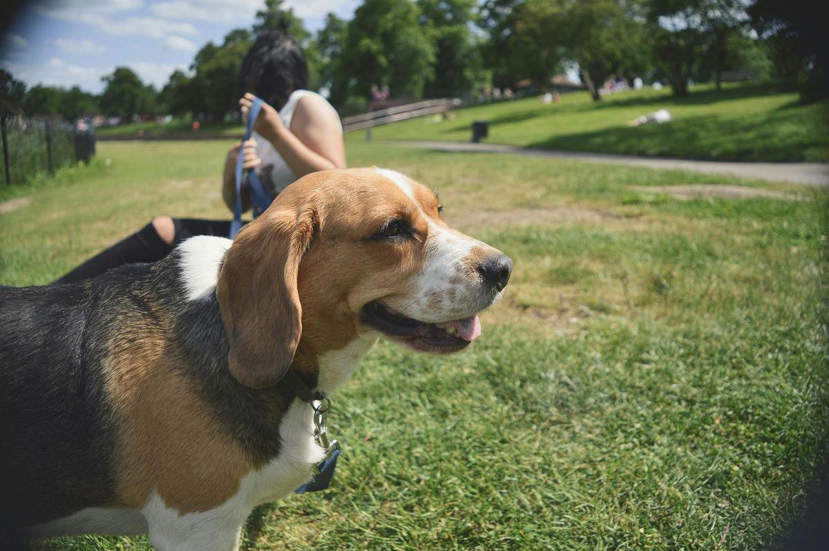 Betreuung für Hunde diese Möglichkeiten gibt es Vergleich symbolisiert durch Beagle im Park mit Sitterin