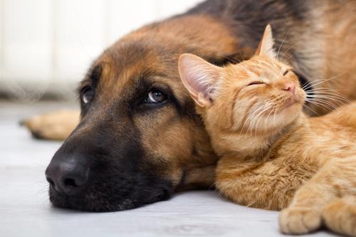 5 grappige verschillen tussen honden en katten
