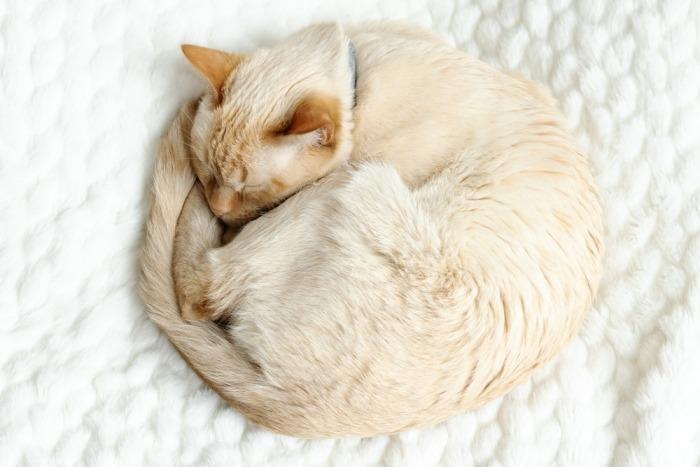 Opgerolde kat als donut