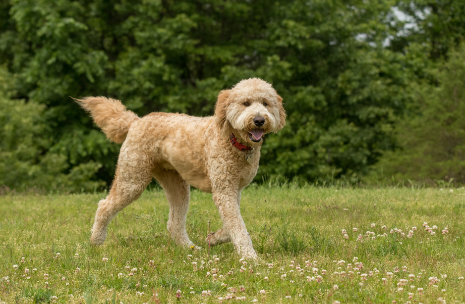Goldendoodle wordt geborsteld door baasje