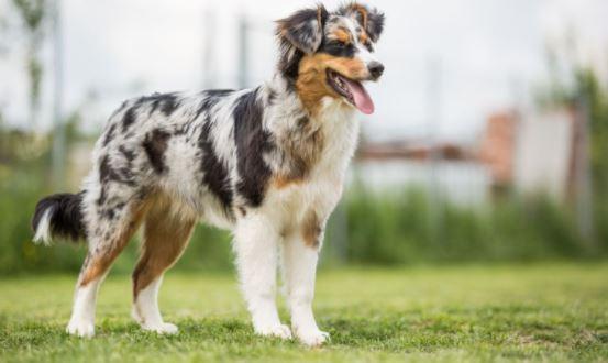 Een Australian shepherd met merlevacht staat op het gras