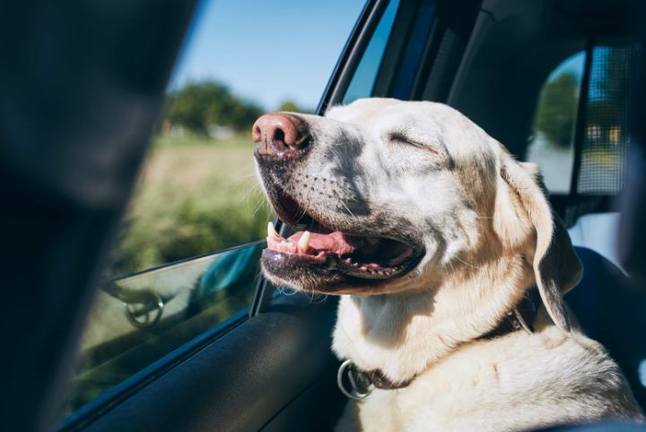 Je hond veilig in de auto vervoeren