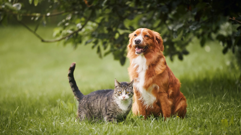 Petbnb vakantie ervaringen: échte verhalen van blije honden en katten