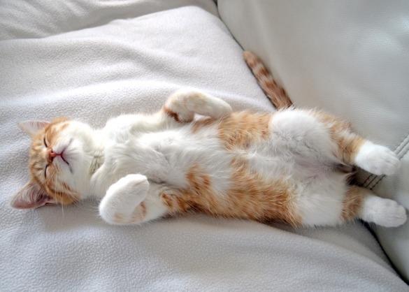 Kat op de rug met buik omhoog