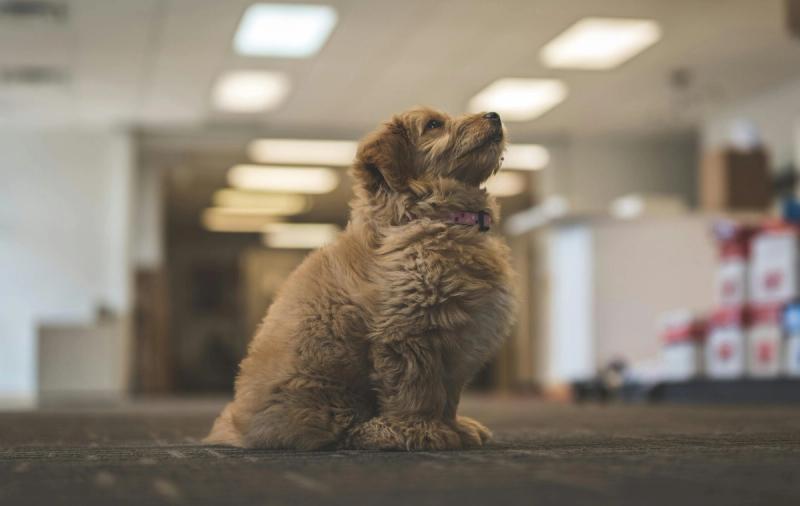 So funktioniert das Büroleben mit Hund