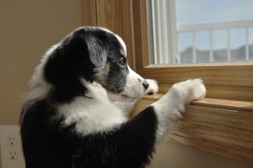 Hond zoekt steun bij eigenaar tijdens vuurwerk