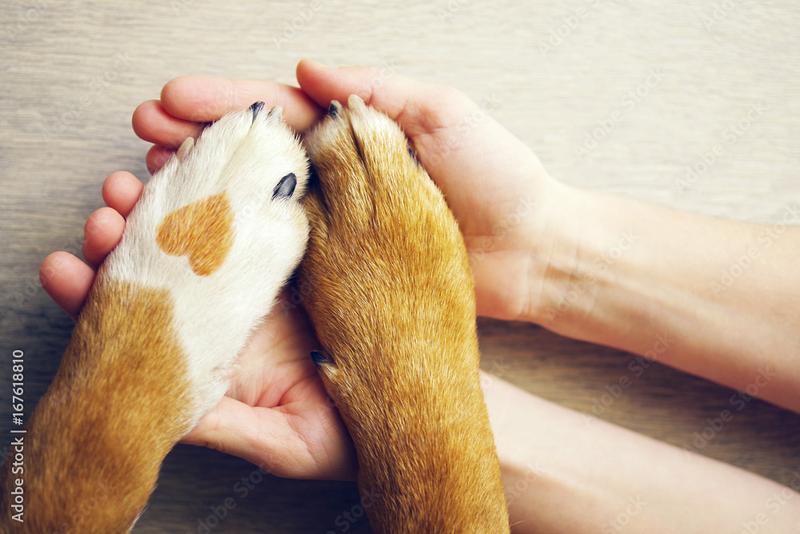 Wie man ein Petbnb Pet Sitter wird