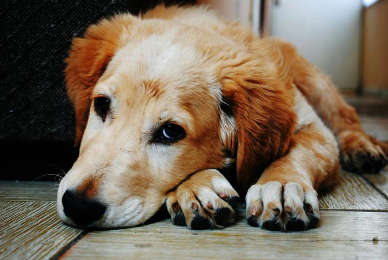 Ein erschöpfter Hund liegt müde auf dem Boden – könnte dies ein Anzeichen für Botulismus sein? Erfahre, wie du die Symptome erkennst und deinem Vierbeiner im Ernstfall helfen kannst.