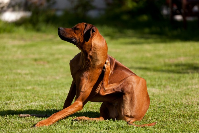 10 verrassende allergieën bij honden