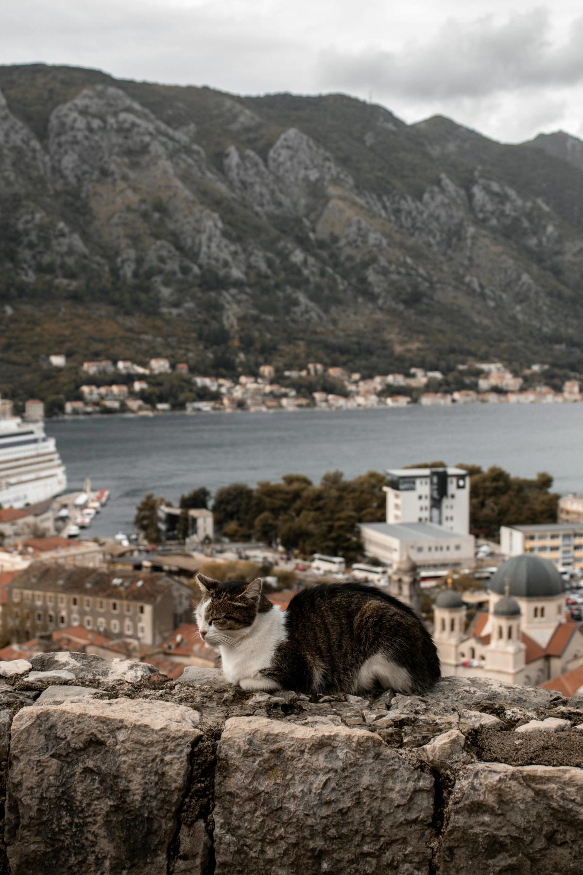Katzen in Kotor