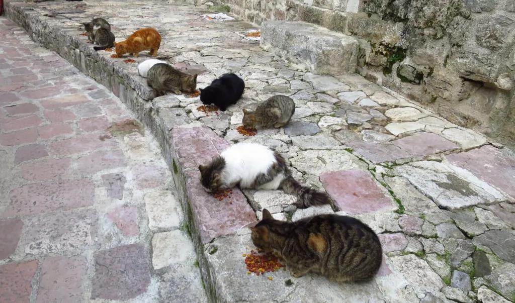 Kotor – die magische Katzenstadt in Montenegro