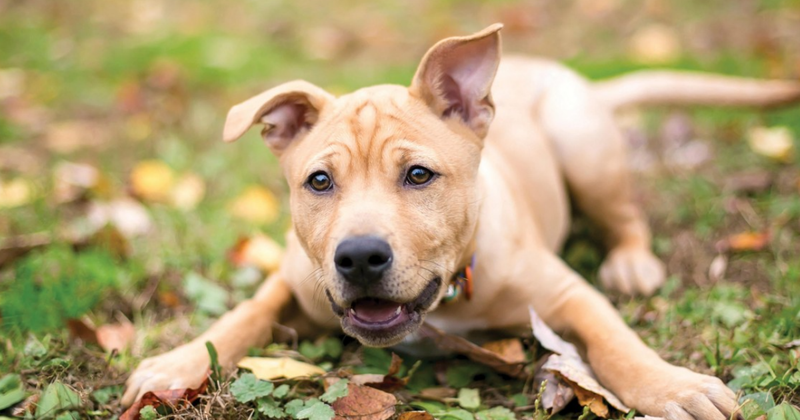 5 beestachtige goede voornemens voor je hond!