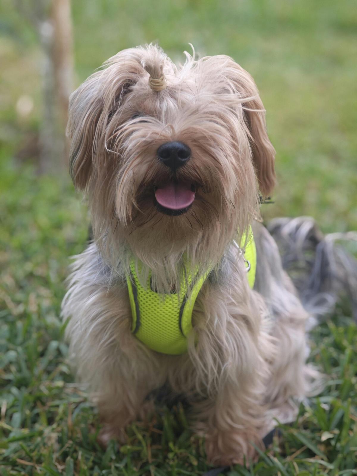 Hund beim Spaziergang in der Natur