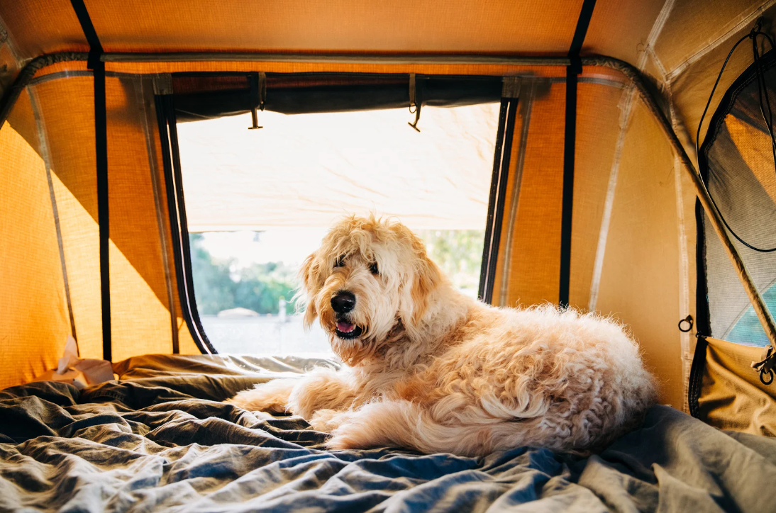 Hond op vakantie aan zee