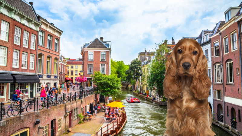De ultieme gids voor hondeneigenaren en -oppassers: de beste hotspots in Utrecht!