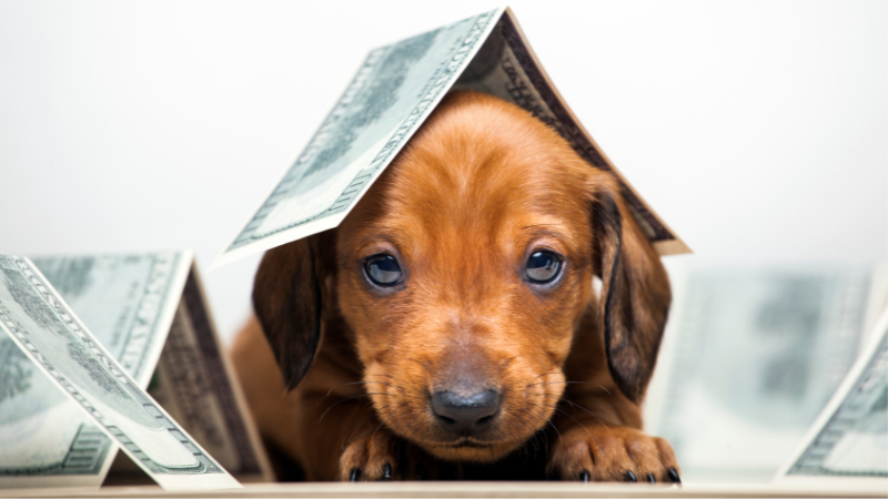 Hundesteuer EU-Vergleich: Wo ist sie am höchsten?