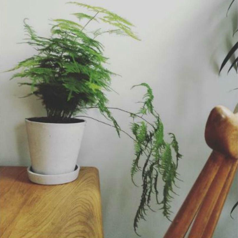 aspergevaren plant