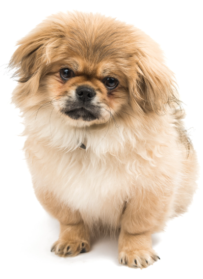 Pekingees met volle manen