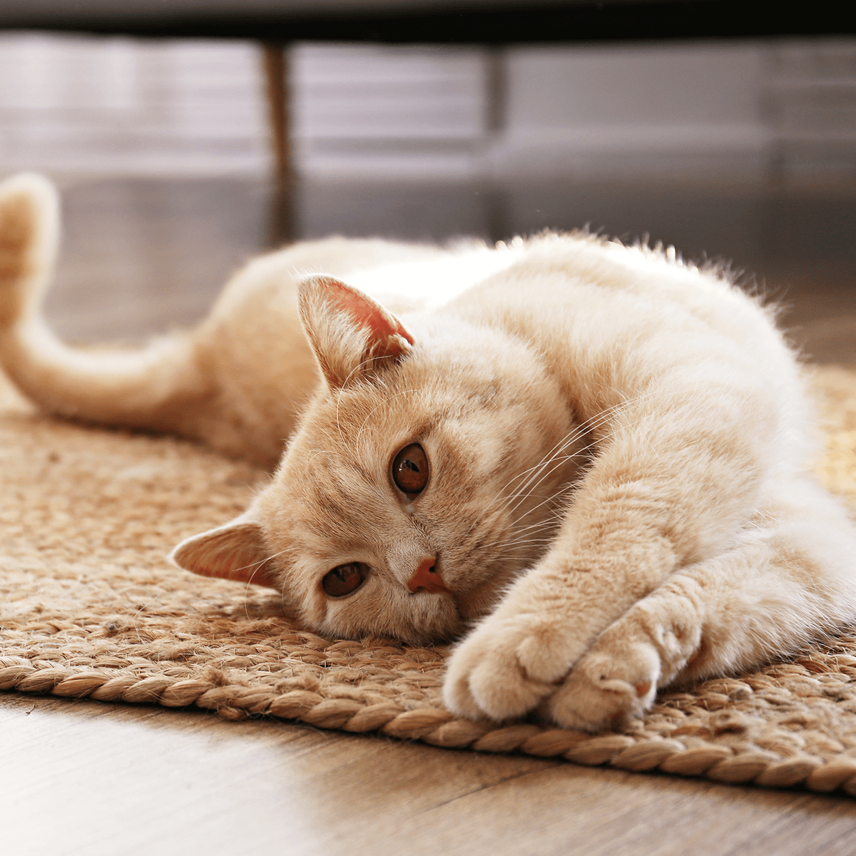 7 tips om jouw binnenkat gelukkig te houden