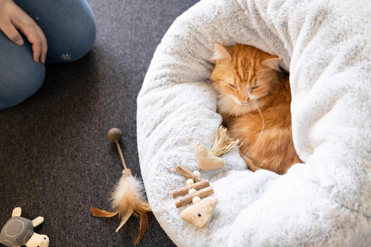 Comfortabele kattenmand in huis