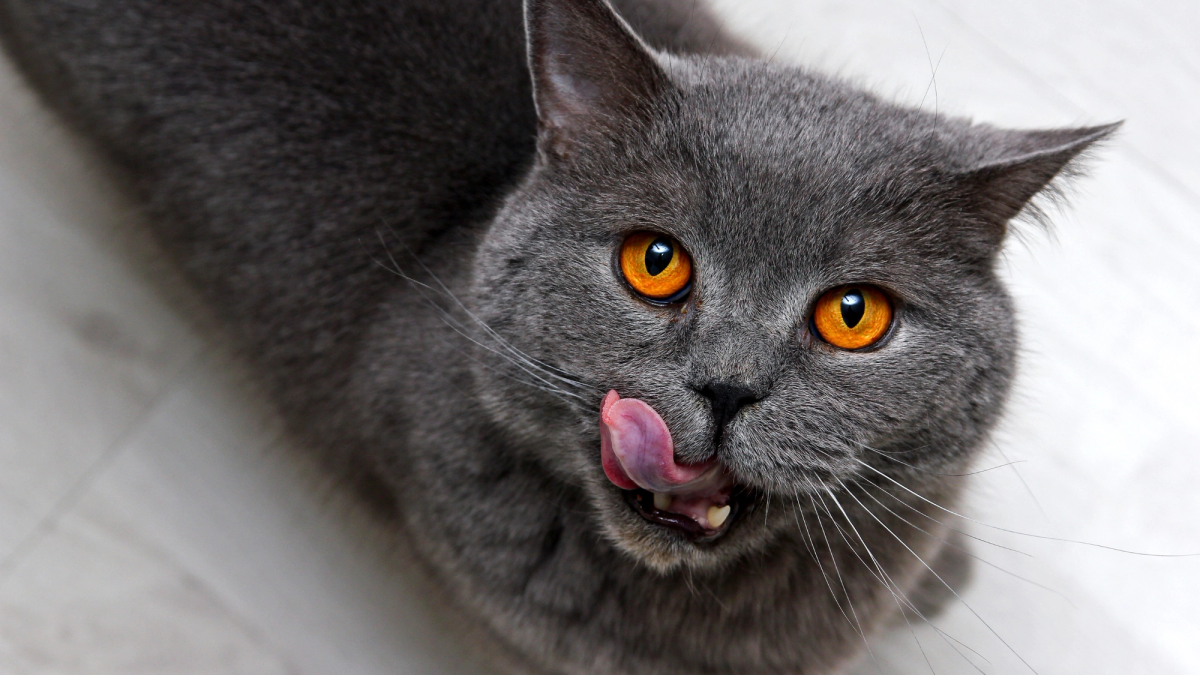 gevaarlijk eten voor honden en katten