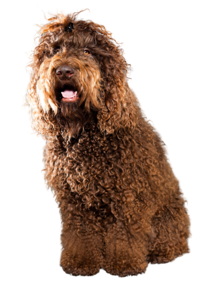 Paw-vision Song Contest 2025: de finalisten per land!