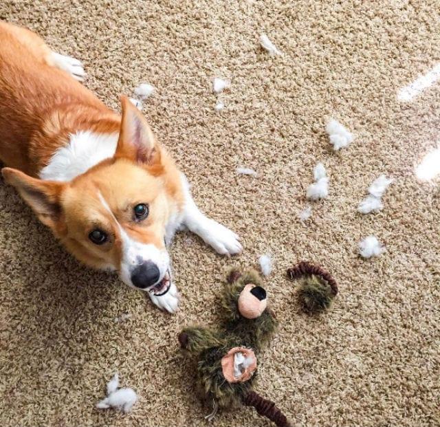 Corgi met kapotte knuffel