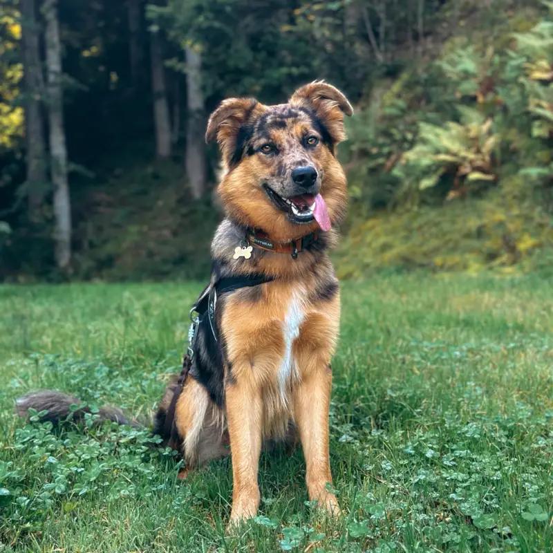 Typisch deutsche Hunderasse der deutsche Schäferhund auf dem Bild zu sehen Loki von einer Hundehalterin, die sich bei Petbnb angemeldet hat