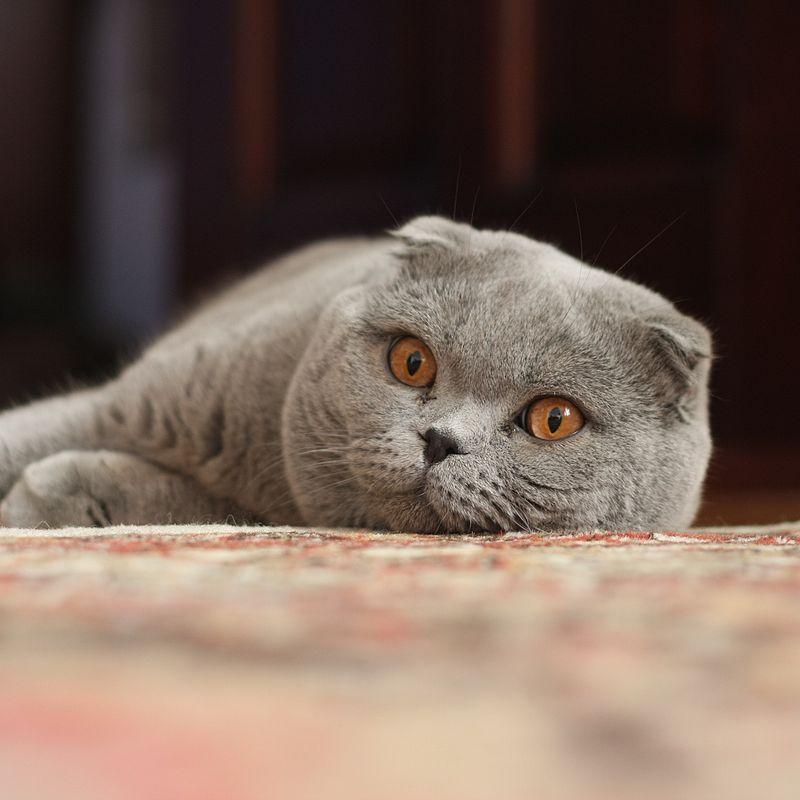 Die Top 10 der liebsten Katzenrassen!