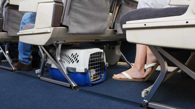 Vliegen met je huisdier: stress, welzijn & praktische tips voor hond en kat