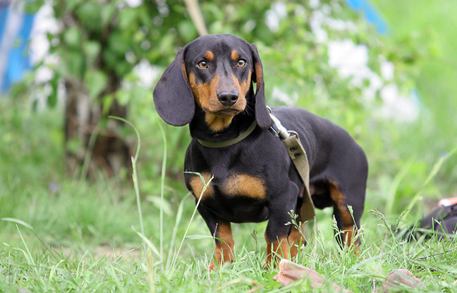 Teckel hond