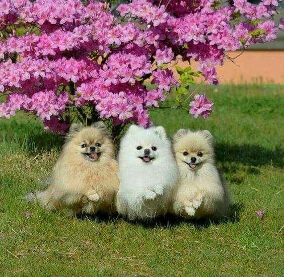 Die Vielfalt der Spitz-Familie: Von Großspitz bis Volpino Italiano