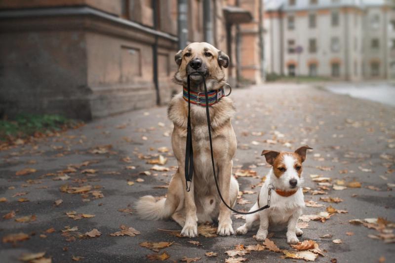 5 belangrijke tips voor het uitlaten van je (oppas)hond