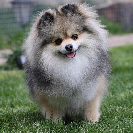 Die Vielfalt der Spitz-Familie: Von Großspitz bis Volpino Italiano