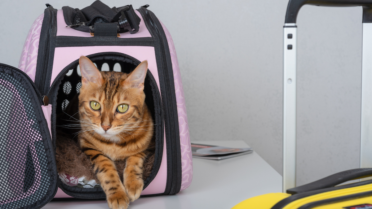 Kat in reismand met zachte bodem