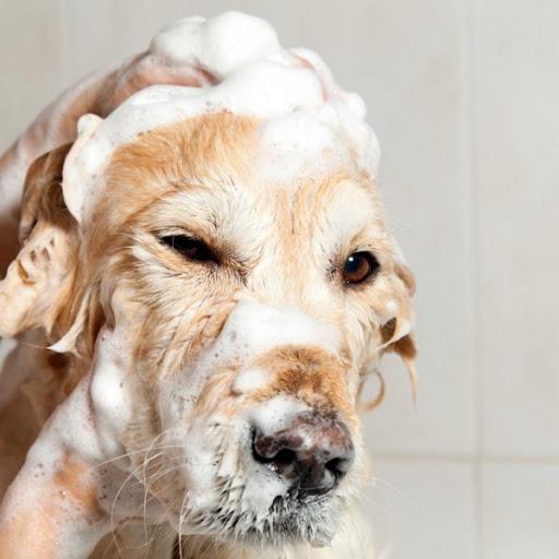Hond in bad