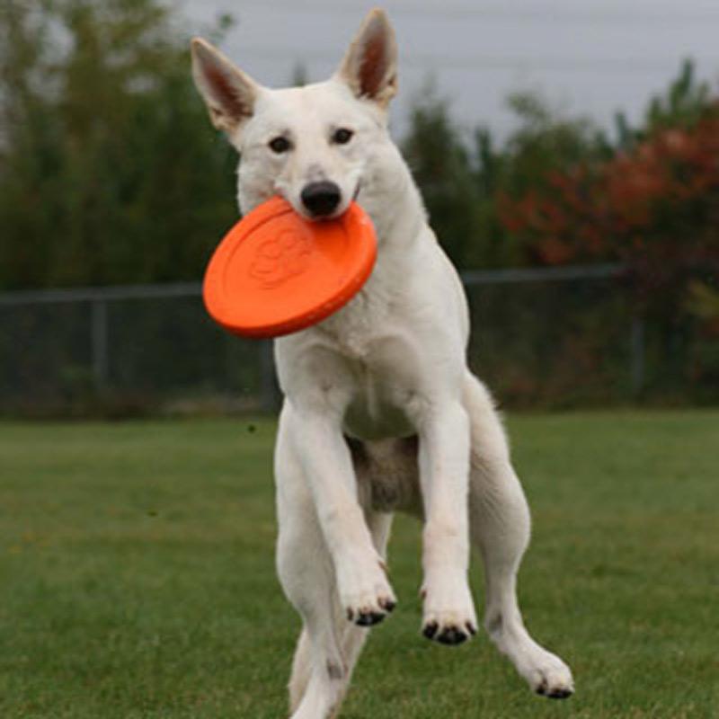 Hond vangt oranje frisbee